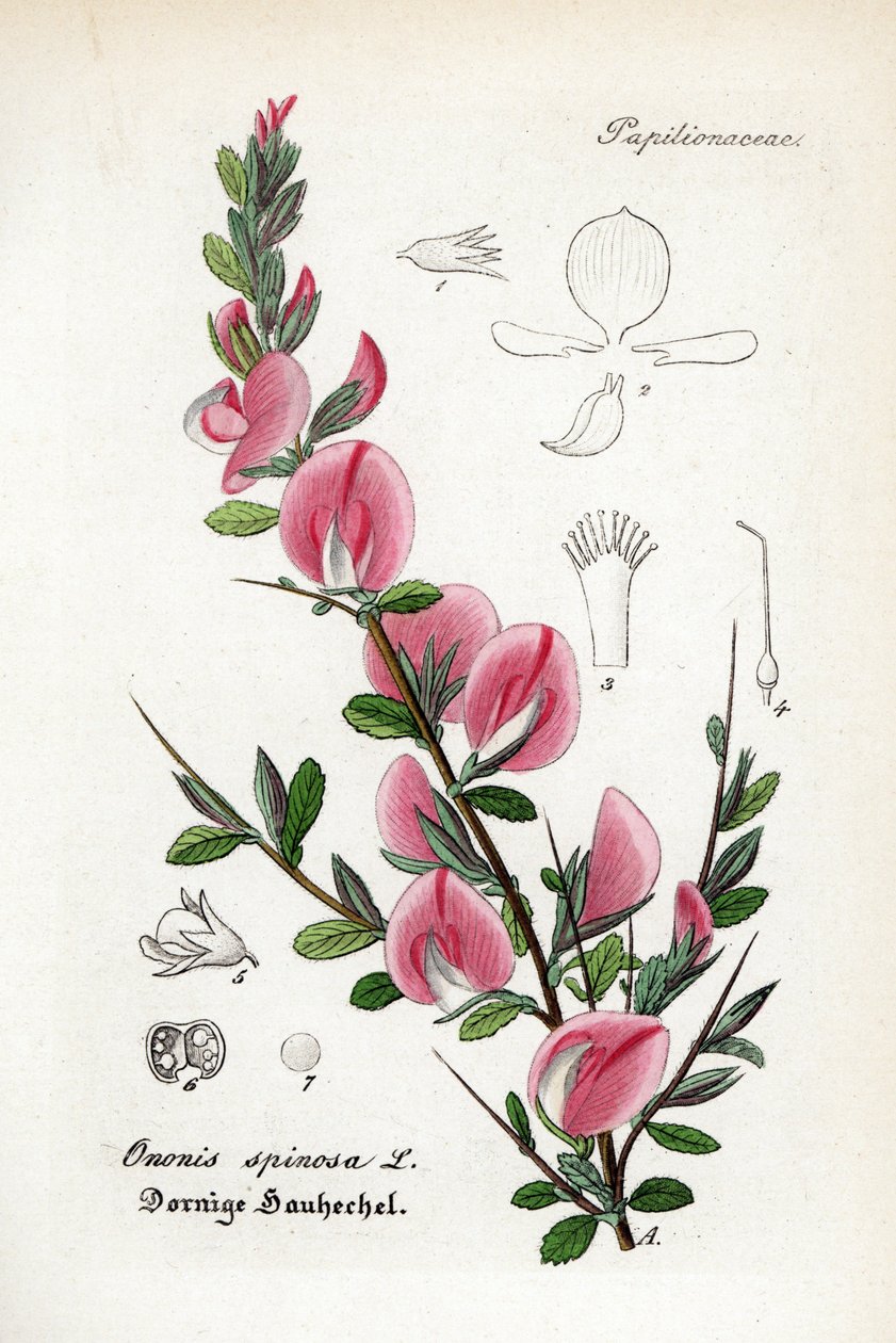 Espátula espinosa, Ononis spinosa. Grabado en cobre coloreado a mano del Hand-Atlas sammtlicher mediinisch-pharmaceutischer Gewachse del Dr. Willibald Artus. de Unbekannter Künstler