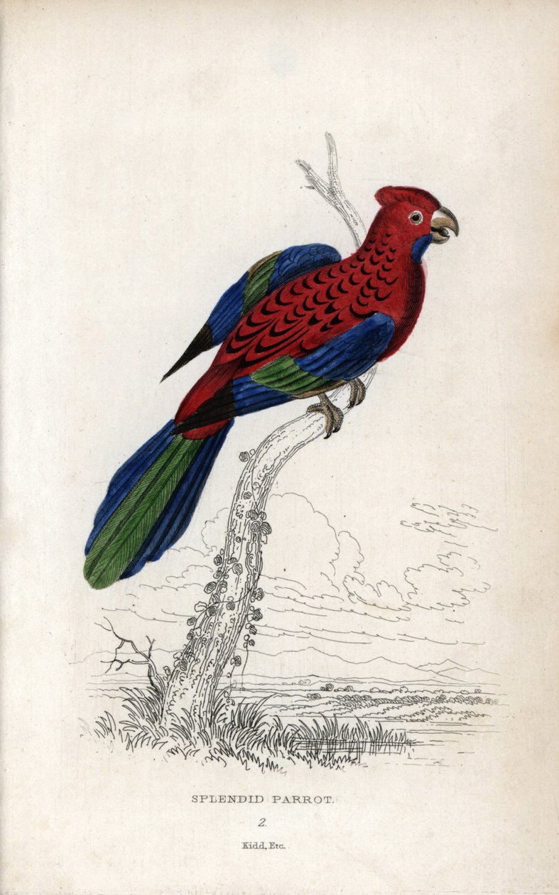 Loro espléndido (Psittacus gloriosus). Platycerus elegans. Litografía de Joseph Kidd, basada en un dibujo de John Audubon, en Miscellany of Natural History: Loros, Sir Thomas DiK Lauder y el capitán Thomas Brown, publicada en Edimburgo, Escocia, en 1833. de Unbekannter Künstler
