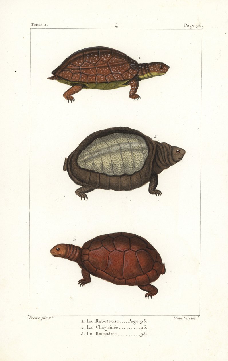 Tortuga de patas moteadas, Rhinoclemmys punctularia 1, tortuga india de caparazón blando, Lyssemys punctata 2, y tortuga norteafricana de casco, Pelomedusa subrufa olivacea. Grabado en cobre coloreado a mano por David a partir de una ilustración de Jean-Ga de Unbekannter Künstler