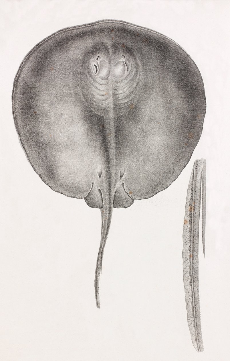 Mantarraya, vista frontal de cerca de Unbekannt