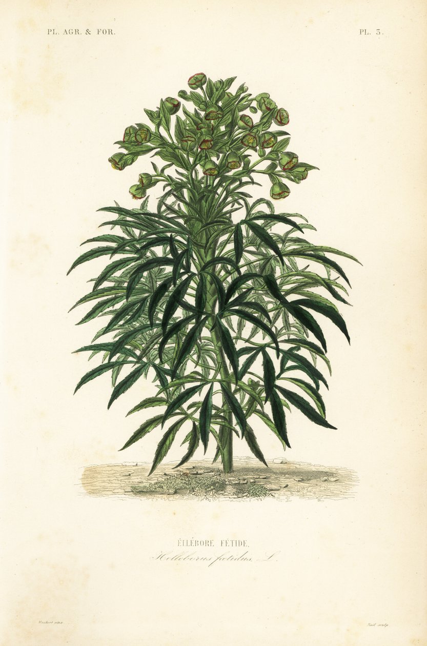 Helleboro fétido, Helleborus foetidus de Unbekannt