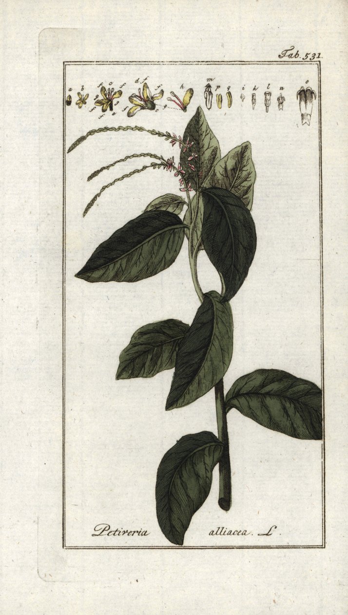 Verbena apestosa o liana de ajo (Petiveria alliacea). Litografía de "Afbeelding der Artseny-Gewassen" de Johannes Zorn (1739-1799), Países Bajos. de Unbekannter Künstler
