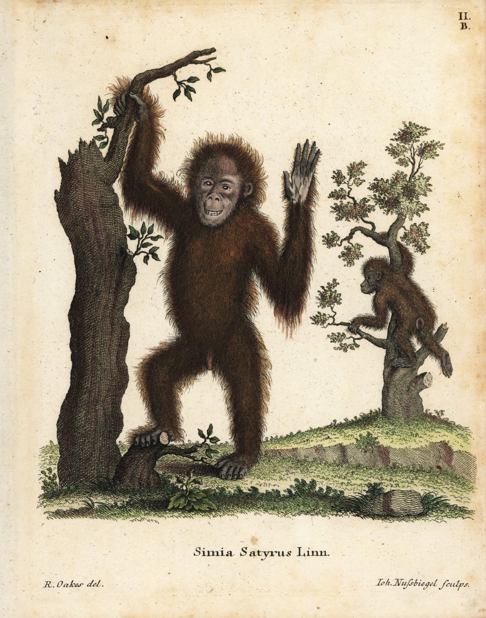 Orangután de Sumatra, Pongo abelii. En peligro crítico de extinción. Grabado en cobre coloreado a mano según una ilustración de R. Oakes de Johann Christian Daniel Schreber
