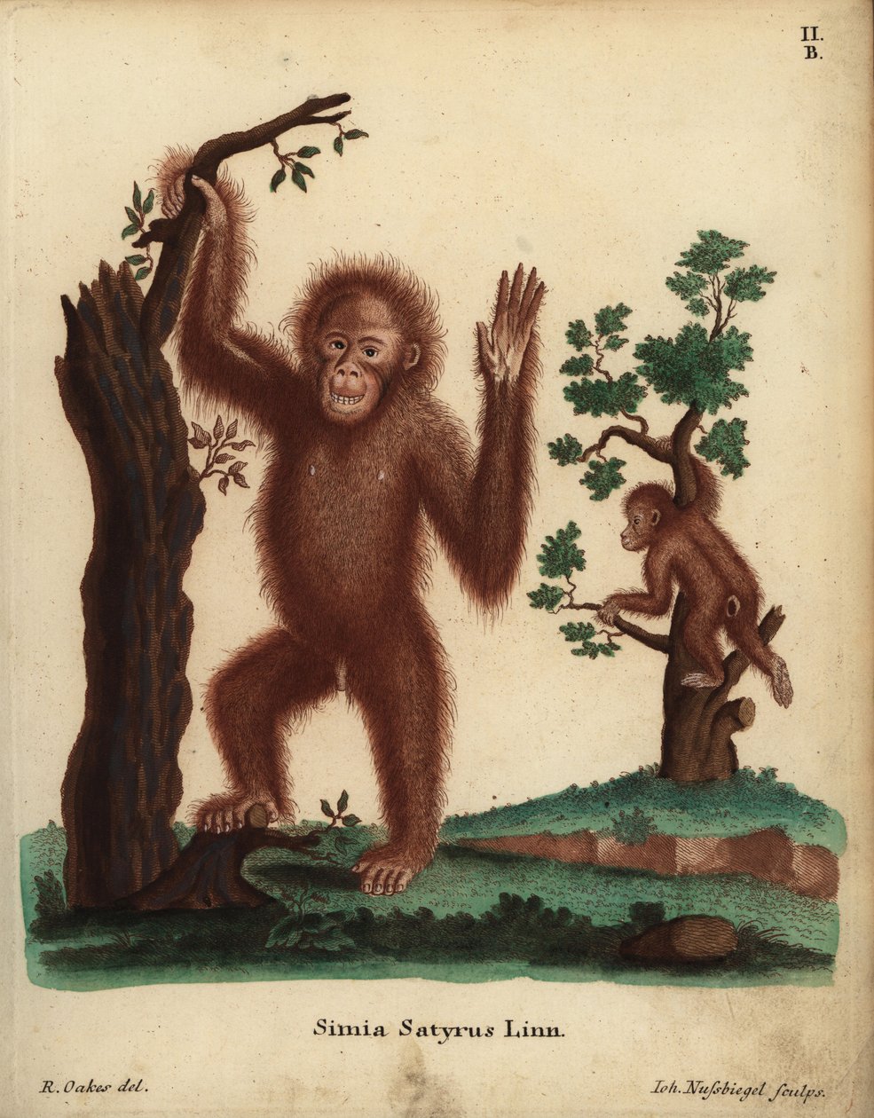 Orangután de Sumatra, Pongo abelii. En peligro crítico. Simia satyrus Linn. Grabado en cobre coloreado a mano por Johann Nussbiegel a partir de una ilustración de R. Oakes de Johann Christian Daniel Schreber