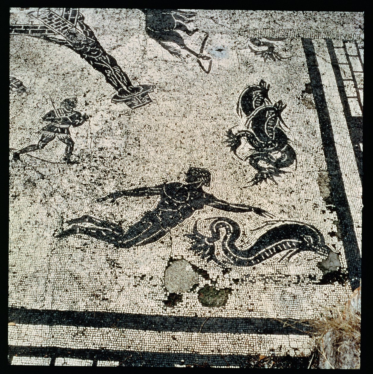 Nadando con los Delfines, del Frigidarium de los Baños en Ostia, Siglo II d.C. (mosaico) de Unknown