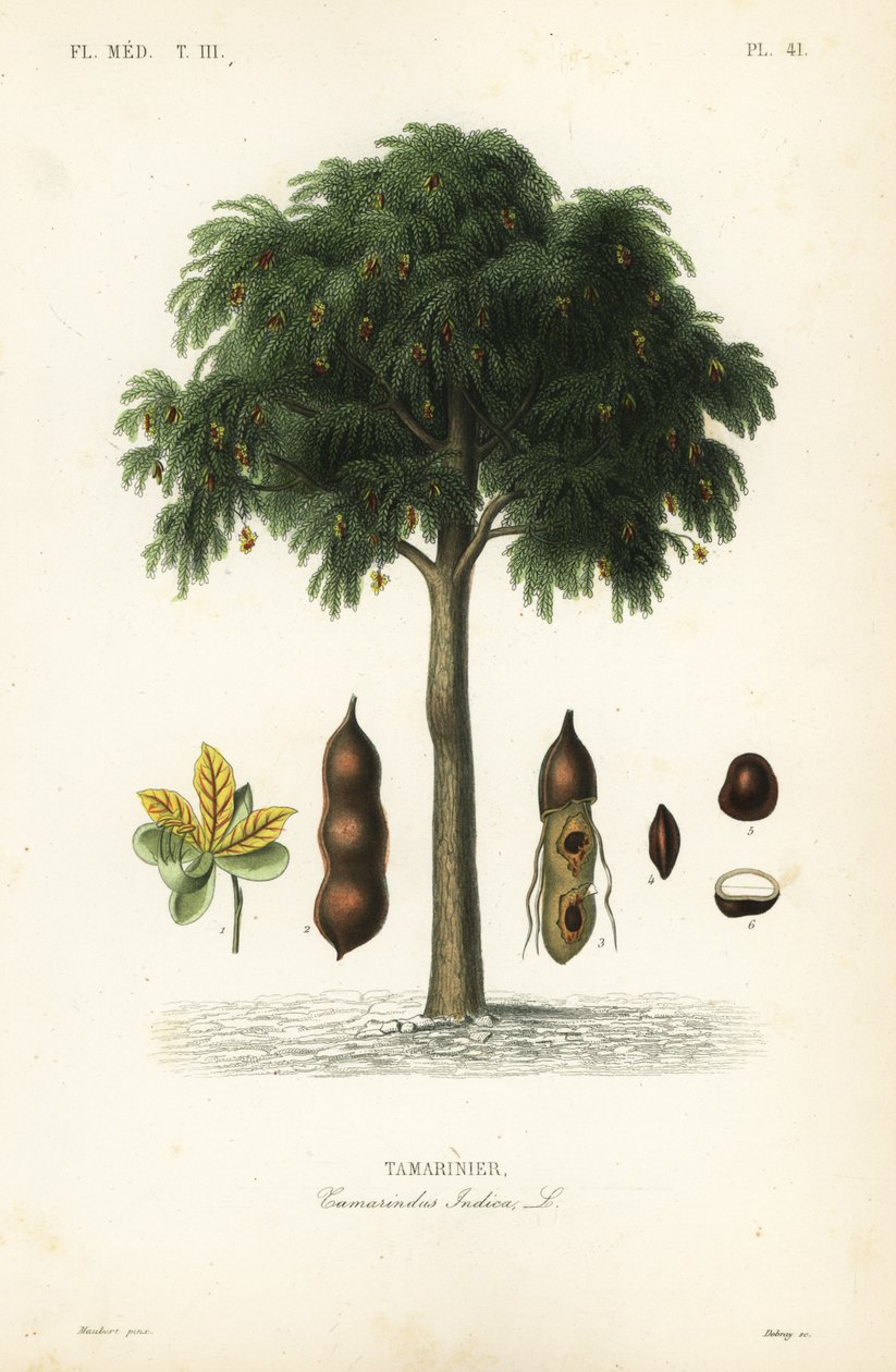Árbol de tamarindo, Tamarindus indica de Unbekannt