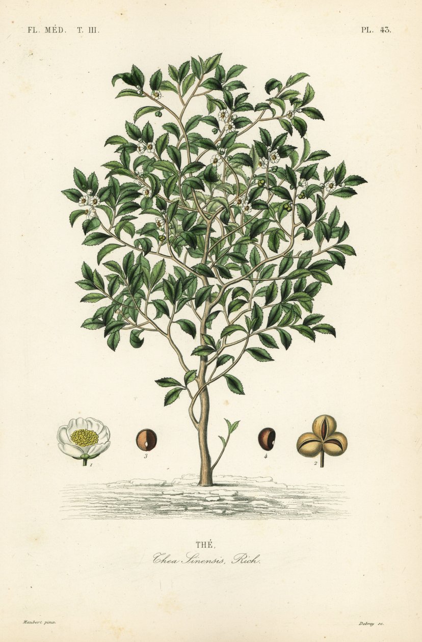 Árbol del té o planta del té, Camellia sinensis, Thea sinensis de Unbekannt