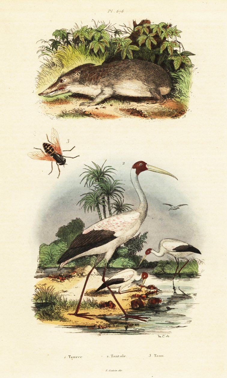 Tenrec, cigüeña y tábano, 1834-1839 (grabado) de Unbekannter Künstler