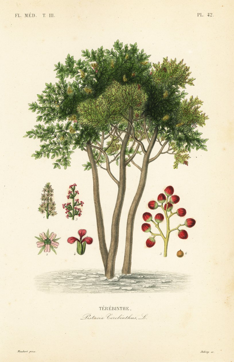 Terebinto o árbol de trementina, Pistacia terebinthus de Unbekannt