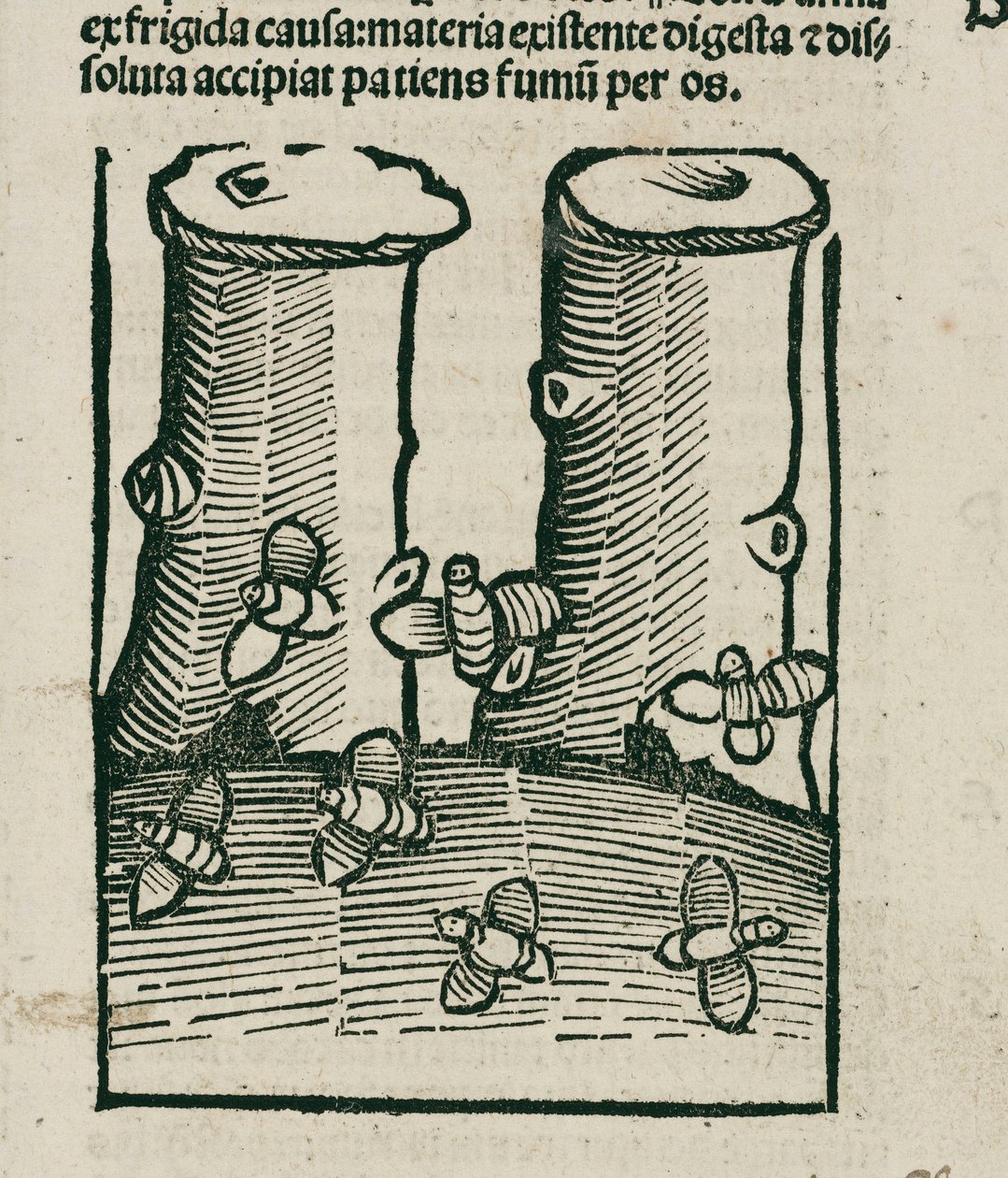 La abeja de Unbekannt
