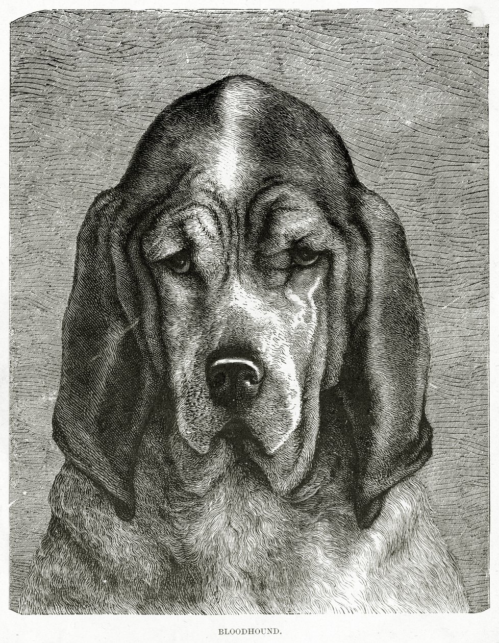 El Bloodhound. 1902 de Unknown