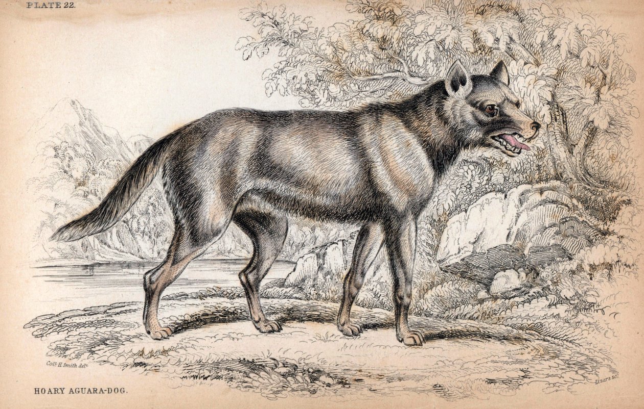 El Zorro Chenu o Zorro de Brasil, Lycalopex vetulus - Litografía del Coronel Charles Hamilton Smith para ilustrar Naturalist