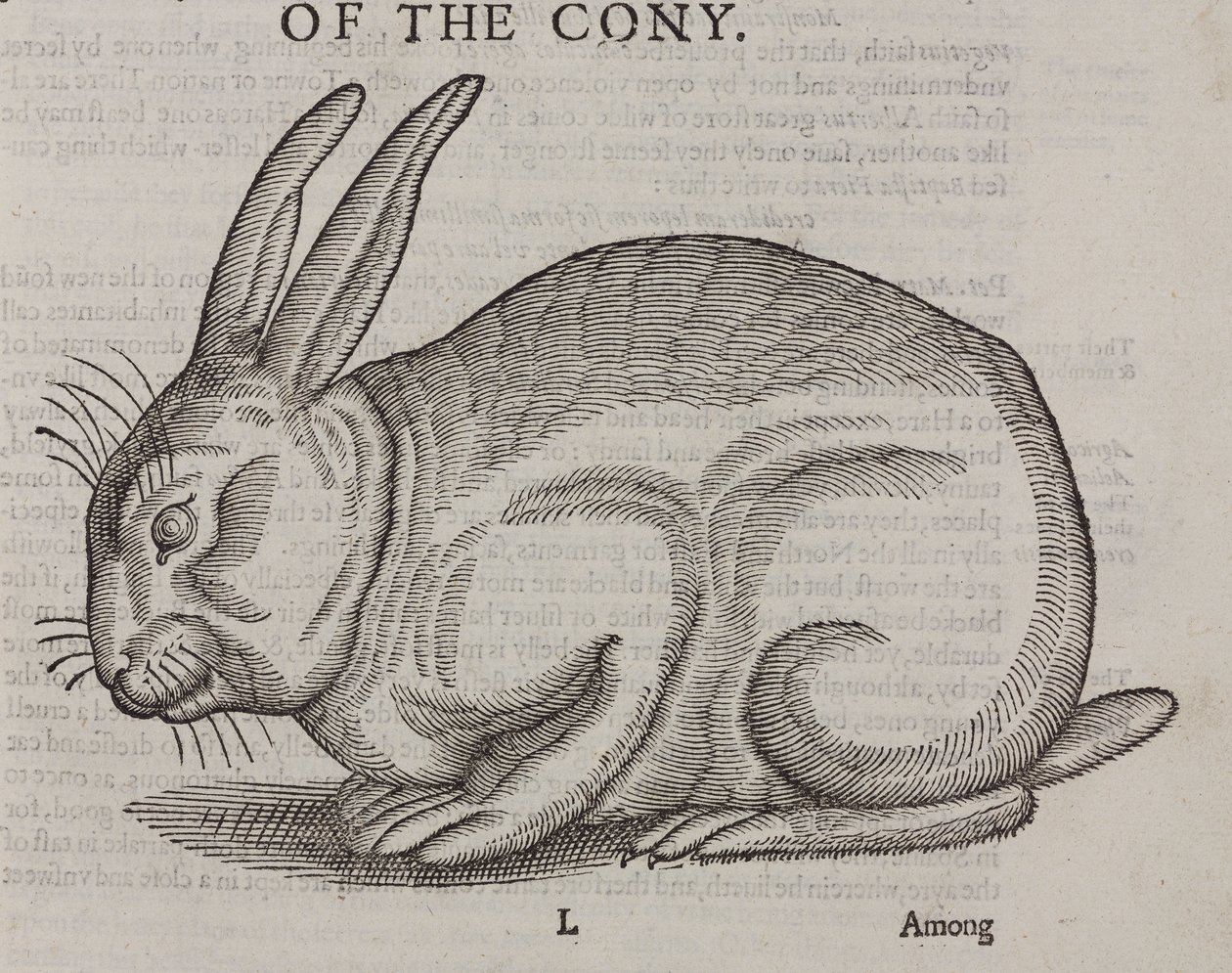 El Conejo de Unbekannt