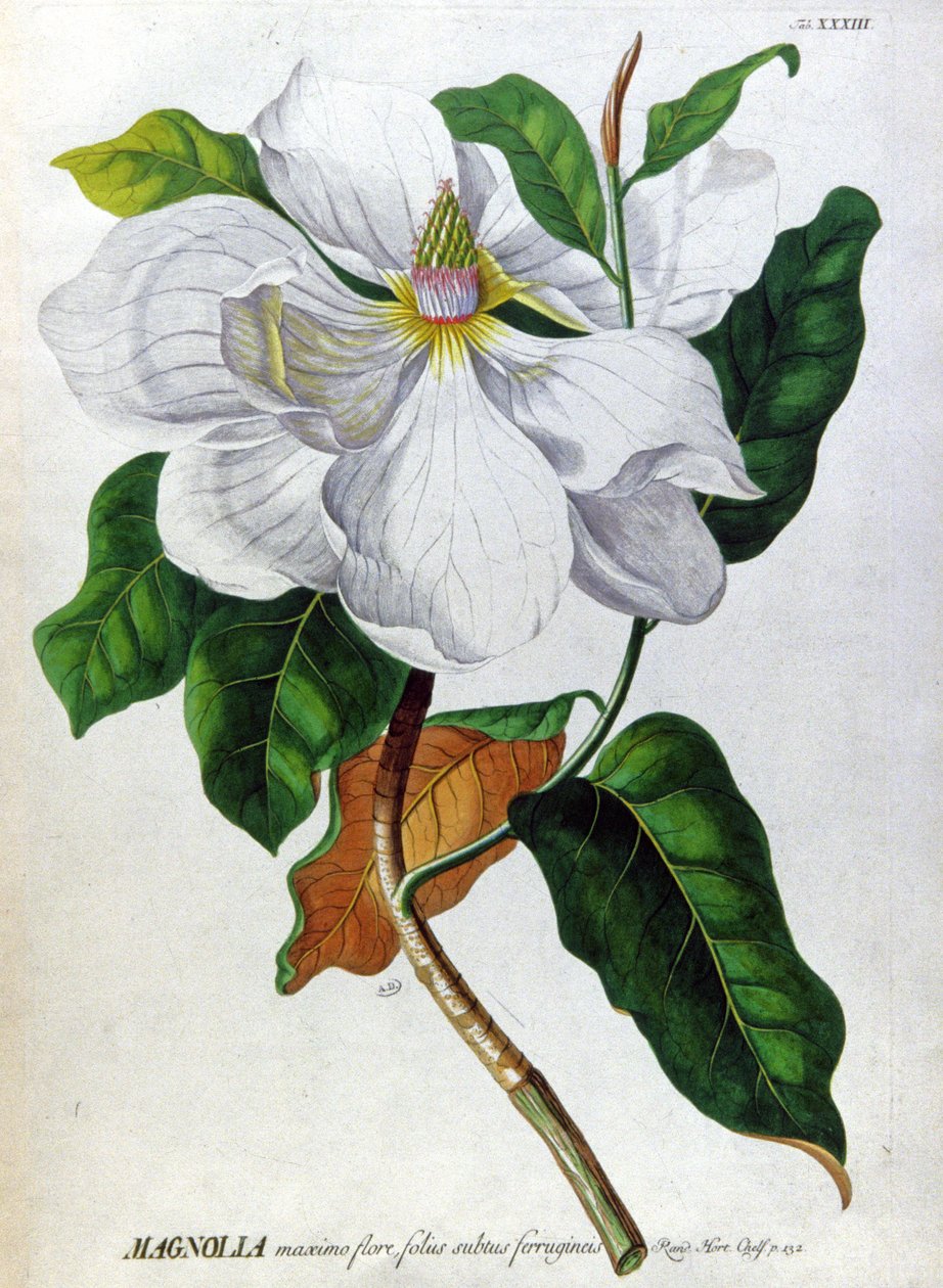 La Magnolia de Unbekannter Künstler