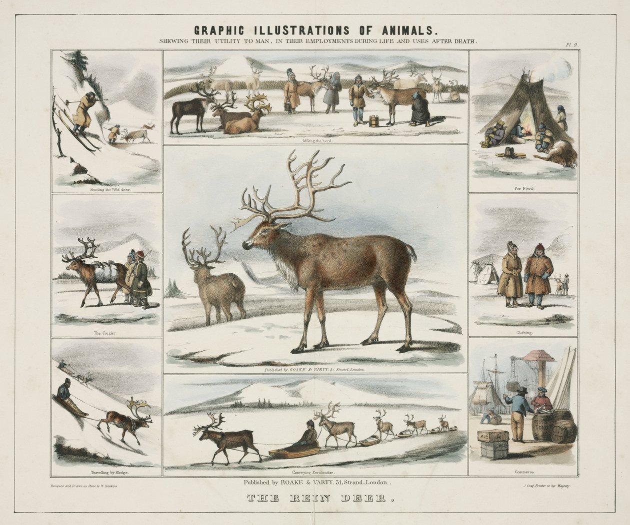 El reno, c. 1845 de Unbekannt