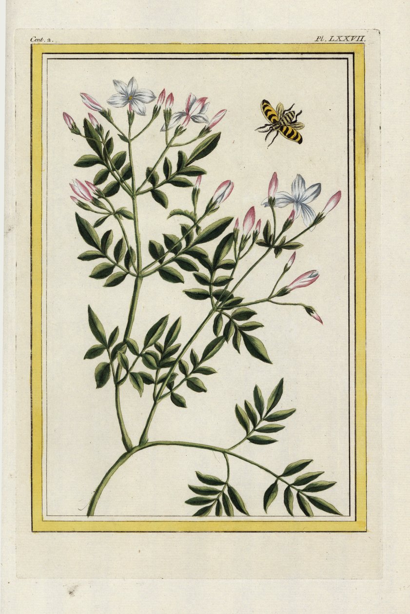 El jazmín español. Jazmín español, Jasminum grandiflorum. Grabado coloreado a mano de Pierre Joseph Buchoz "Colección preciosa e iluminada de las flores más bellas y curiosas, cultivadas tanto en los jardines de China como en los de Europa, París". de Unbekannter Künstler