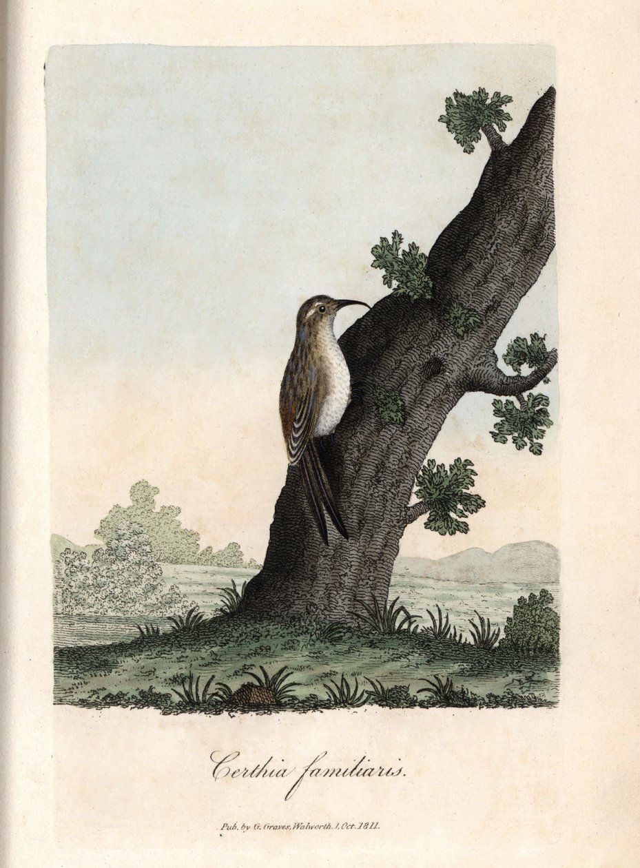 El trepador de los bosques. Grabado en cobre coloreado de George Graves, en British Ornithology. de Unbekannter Künstler