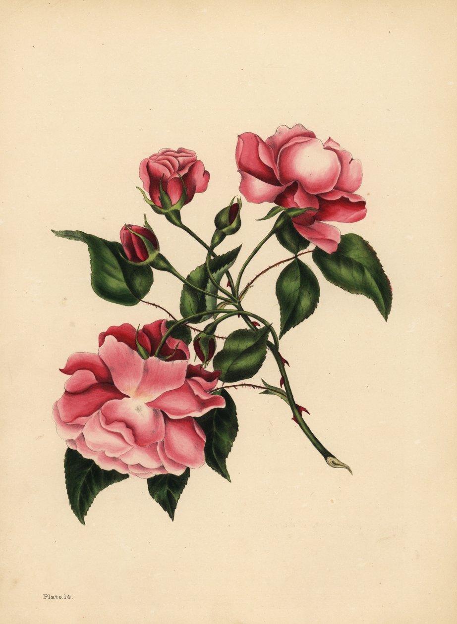 La rosa siempre floreciente, Belleza siempre nueva de Unbekannt