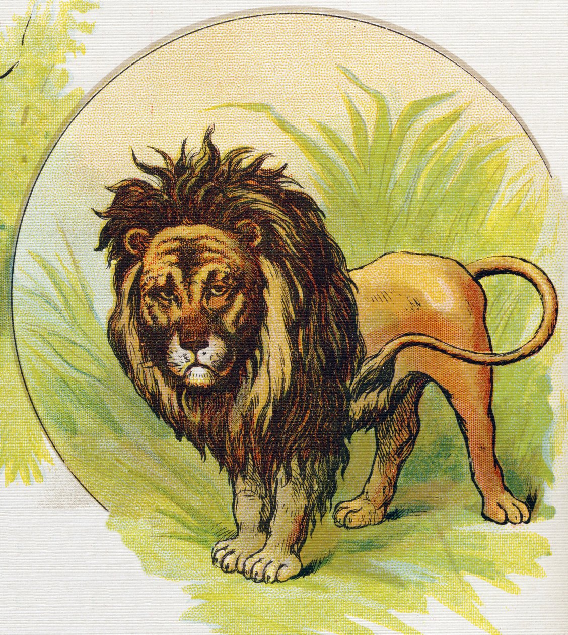 El león. Grabado en "ABC L