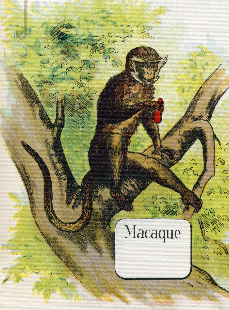 El macaco. Grabado en "ABC L