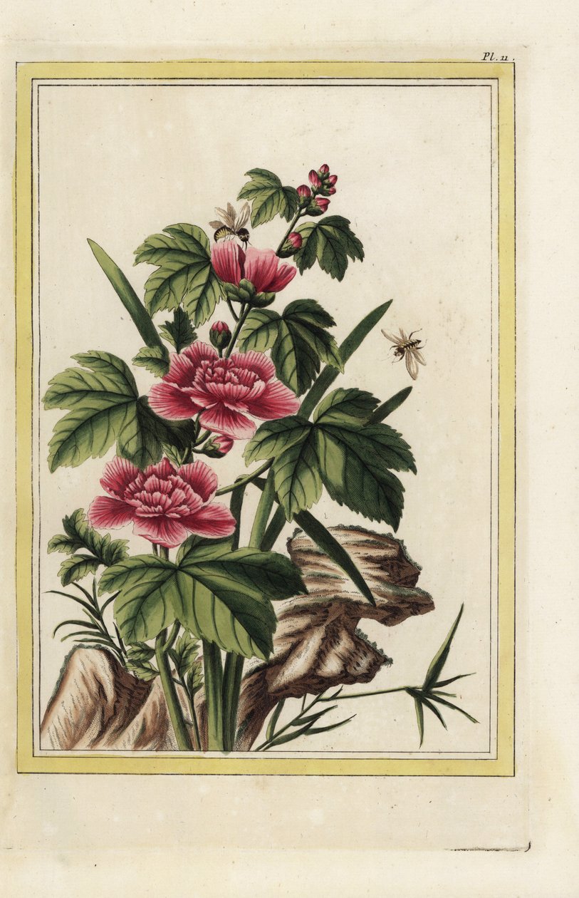 El árbol púrpura tiene flores encarnadas. Malva rosada, Hibiscus syriacus. Grabado coloreado a mano de Pierre Joseph Buchoz "Colección preciosa e iluminada de las flores más bellas y curiosas, cultivadas tanto en los jardines de China como en los de Europa de Unbekannter Künstler