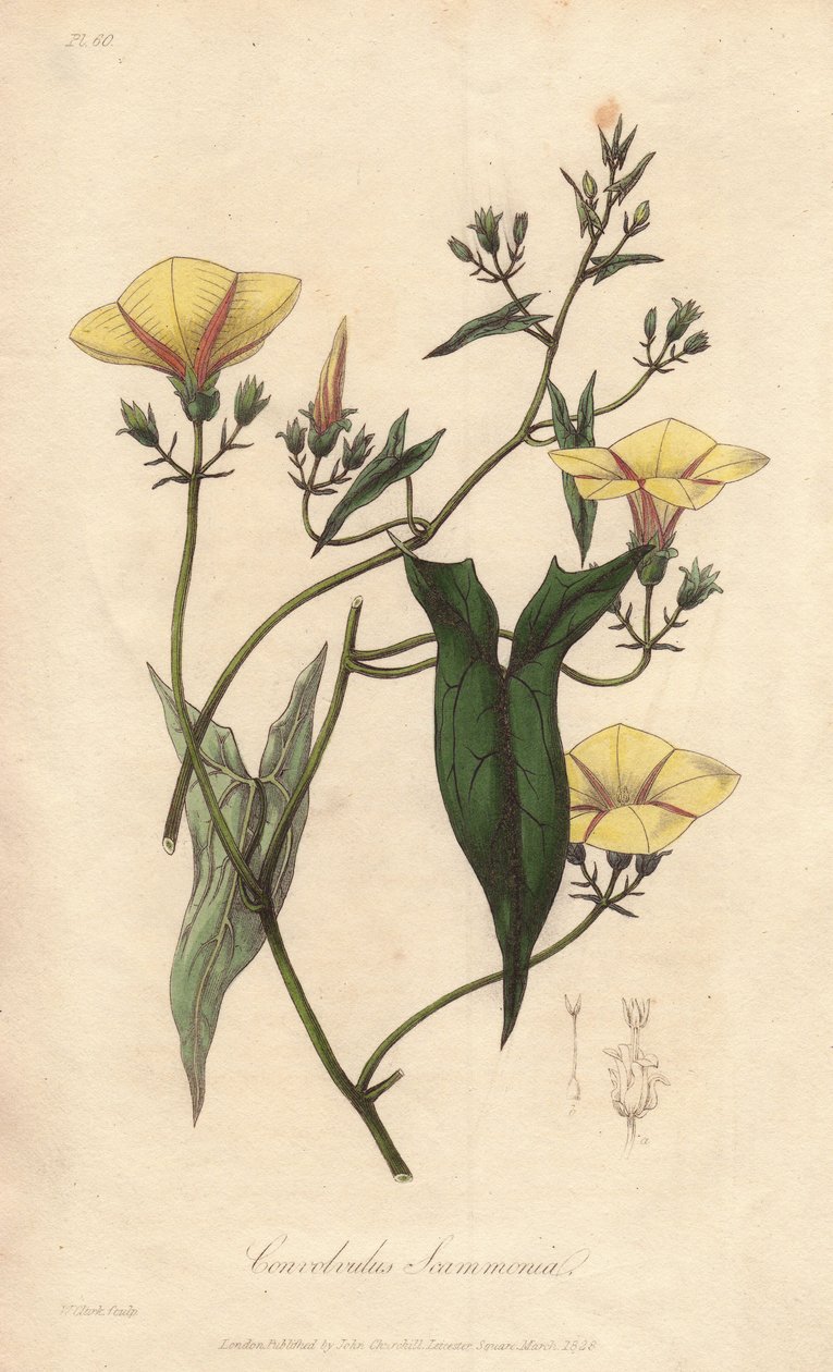 El escamón (Convolvulus scammonia) - Agua fuerte de William Clarke para ilustrar "Botánica Médica, Descripción de las Plantas Medicinales de Londres, Edimburgo y Dublín" de John Stephenson y James Morss Churchill, publicado en Londres por John Churc de Unbekannter Künstler