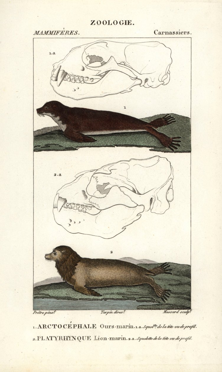 El oso marino o lobo fino del norte (arctocephale) y el león marino o lobo marino (platyrhynque) - Eau forte de Jean Gabriel Pretre (1780-1845), grabado por Carnonkel, para el diccionario de ciencias naturales: mamíferos de Frederic Cuvier, editado por Pie de Unbekannter Künstler