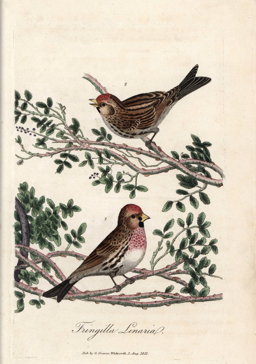 El sizerin o linotte pequeño. Grabado en cobre coloreado de George Graves, en British Ornithology de Unbekannter Künstler