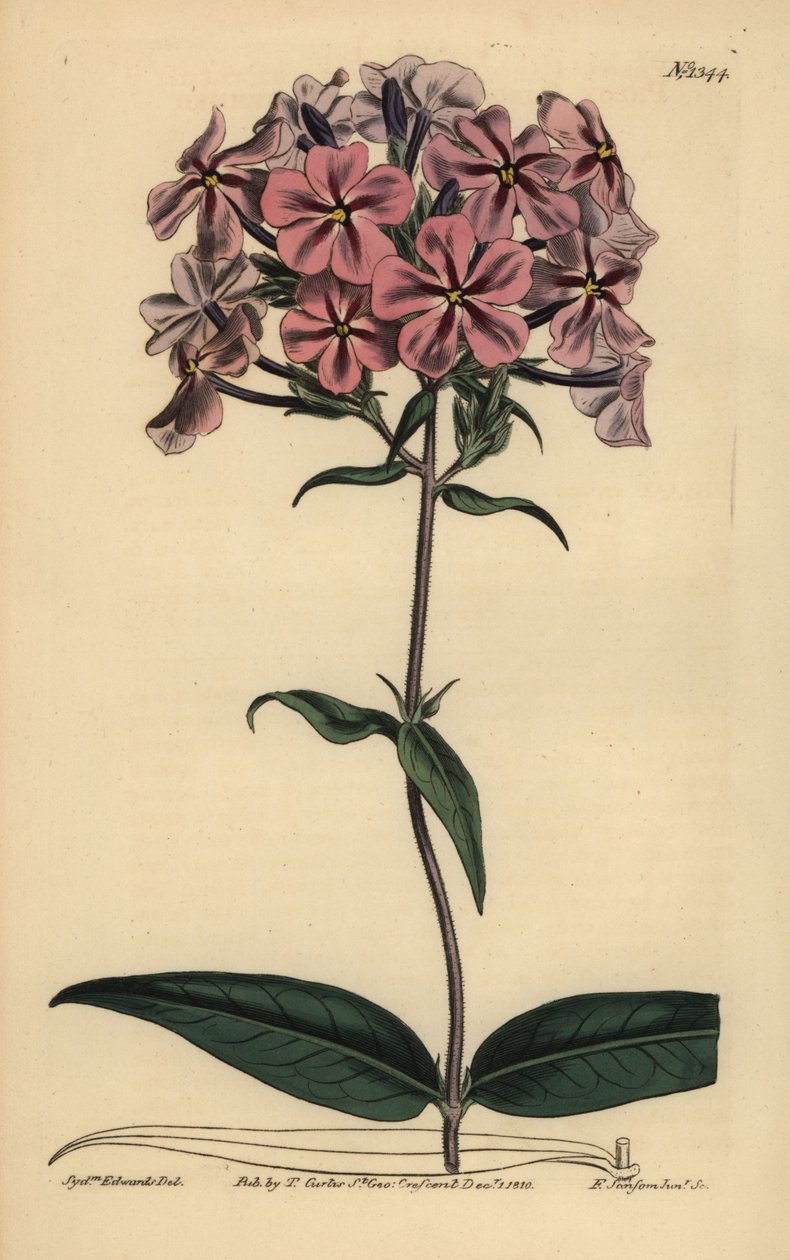 Flox de hoja gruesa, Phlox carolina (Lychnidea de tallo áspero) de Unbekannt