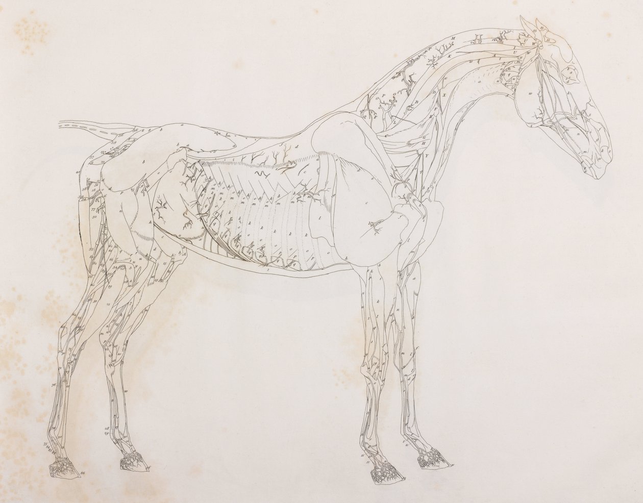 Tercera capa disecada de un caballo, vista lateral de Unbekannt