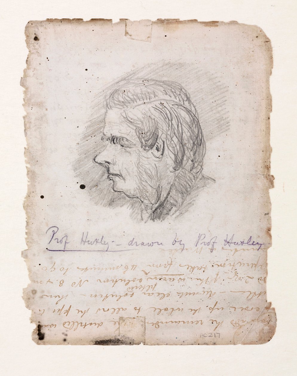 Thomas Henry Huxley, biólogo inglés, mediados-finales del siglo XIX de Unbekannt