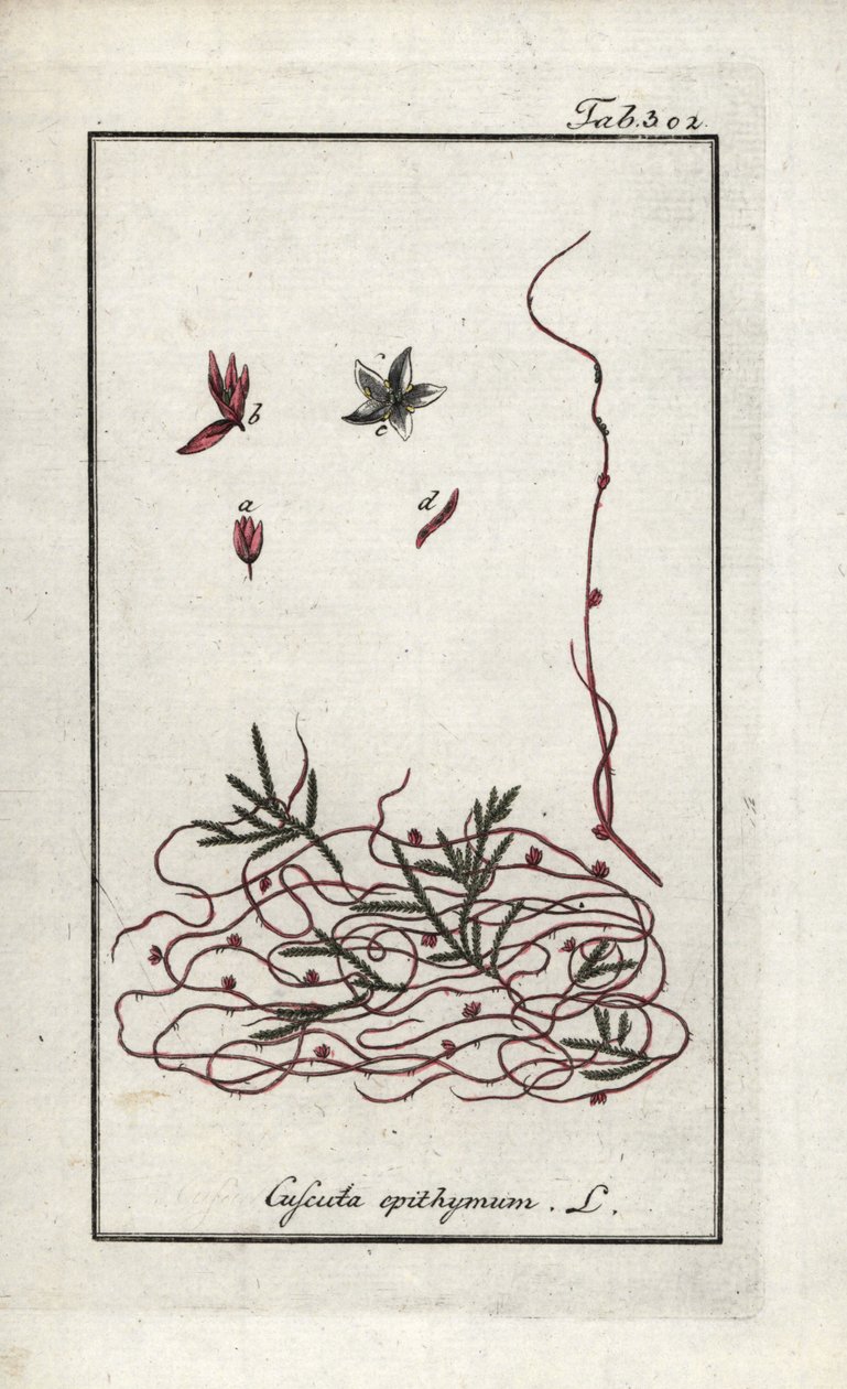 Cuscuta de tomillo o cuscuta de flor pequeña (Cuscuta epithymum). Litografía de "Afbeelding der Artseny-Gewassen" de Johannes Zorn (1739-1799), Países Bajos de Unbekannter Künstler