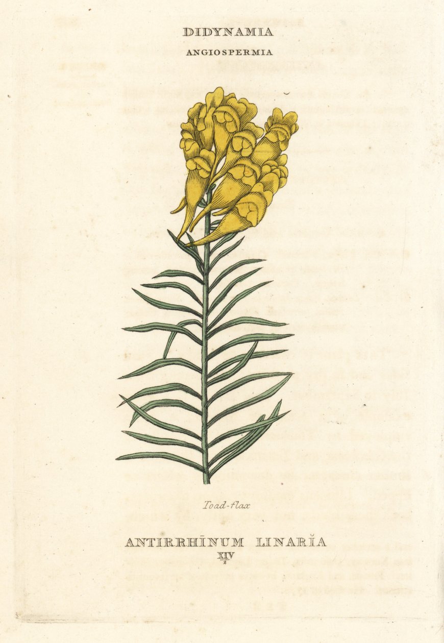 Lenteja de sapo, Linaria vulgaris (Antirrhinum linaria). Grabado en cobre coloreado a mano según una ilustración de Richard Duppa de su obra The Claves and Orders of the Linnaean System of Botany, Longman, Hurst, Londres. de Unbekannter Künstler