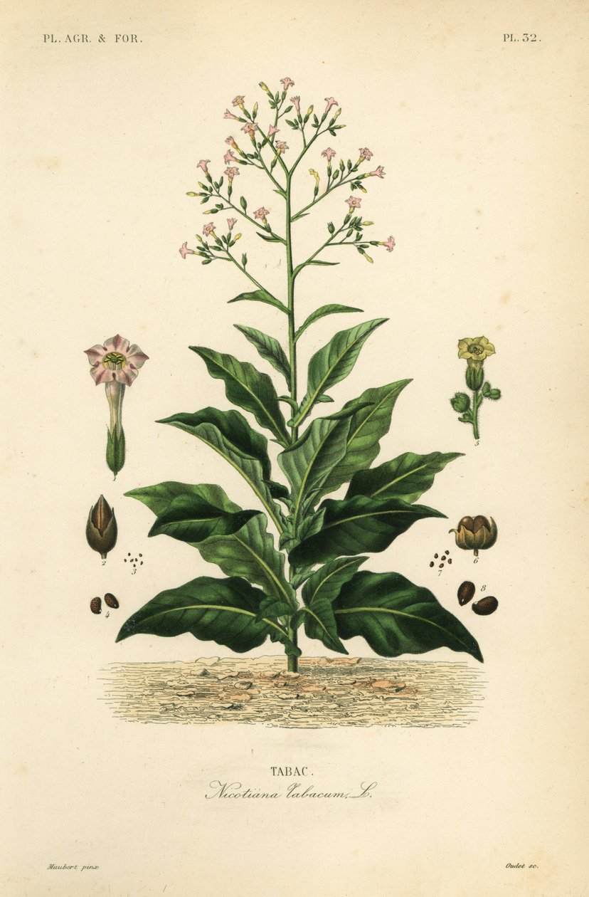 Planta de tabaco, Nicotiana tabacum de Unbekannt