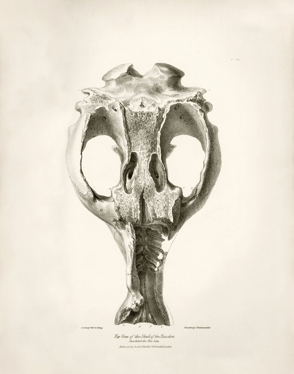 Toxodon Crane, animal prehistórico encontrado por Charles Darwin cerca de Montevideo, Uruguay, durante su viaje de exploración a bordo del Beagle. The Zoology of the voyage of H.M.S. Beagle under the command of Captain Fitzroy during the years 1832 to 1836 de Unbekannter Künstler