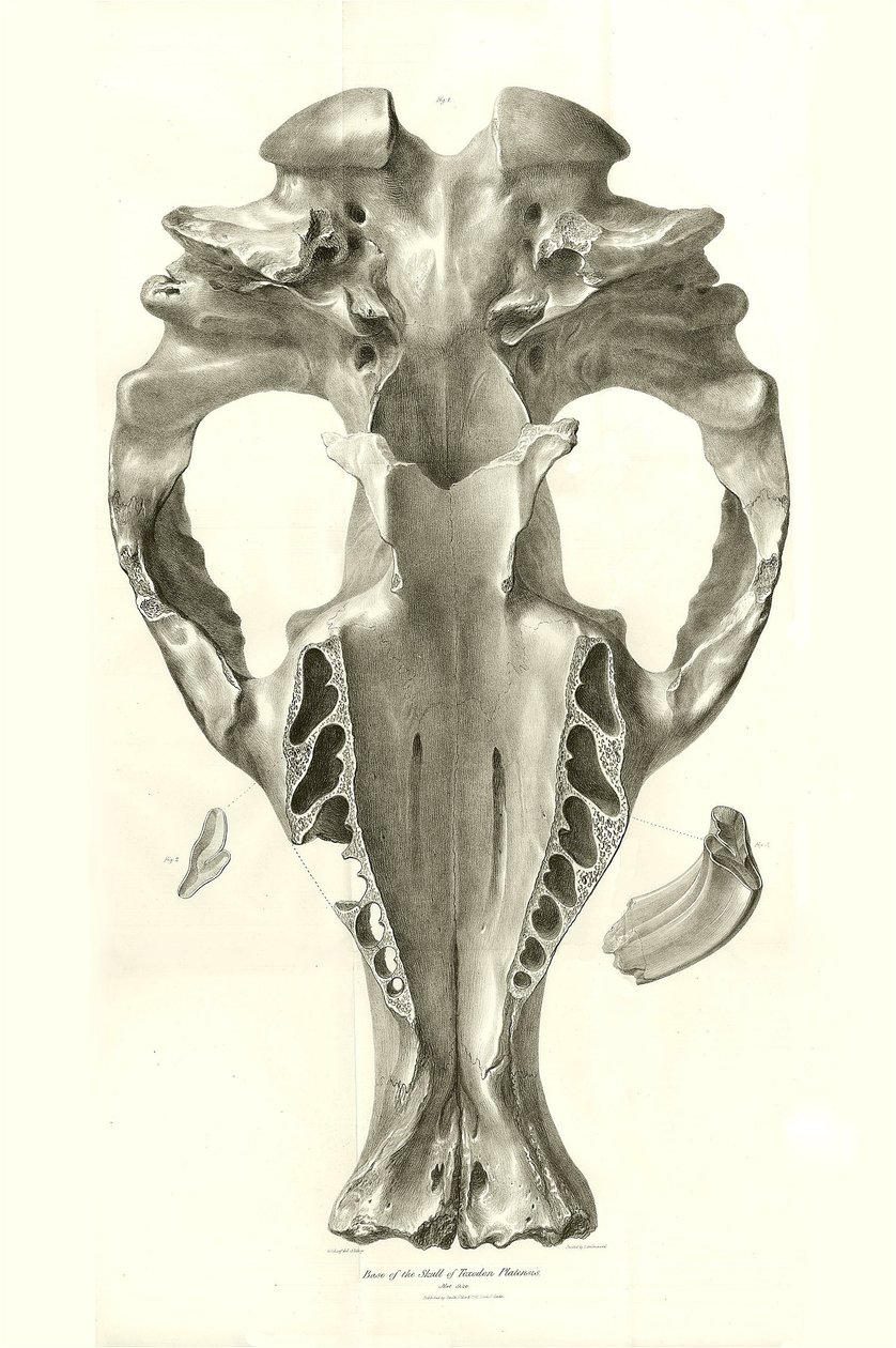 Toxodon Crane, animal prehistórico encontrado por Charles Darwin cerca de Montevideo, Uruguay, durante su viaje de exploración a bordo del Beagle. The Zoology of the voyage of H.M.S. Beagle under the command of Captain Fitzroy during the years 1832 to 1836 de Unbekannter Künstler