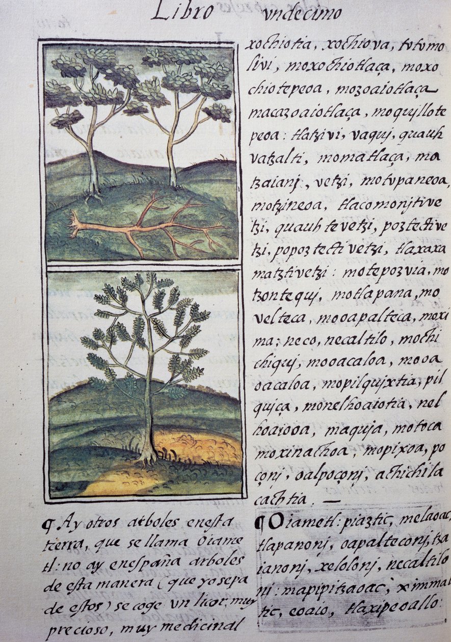 Árboles, cipreses y abetos silvestres, página del Códice Florentino, versión bilingüe en español y náhuatl, Historia General de las Cosas de Nueva España, por el misionero español Fray Bernardino de Sahagún (1499-1590). Civilización azteca de William M. Timlin