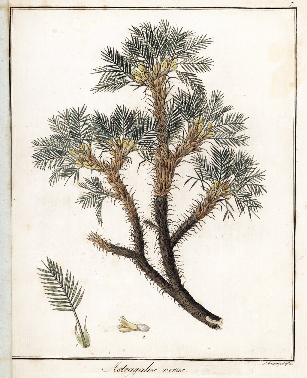 True Astragalus - Litografía de F. Guimpel, extraída de la botánica médica de Friedrich Gottlob Haynes (1763-1832), Berlín de Unbekannter Künstler