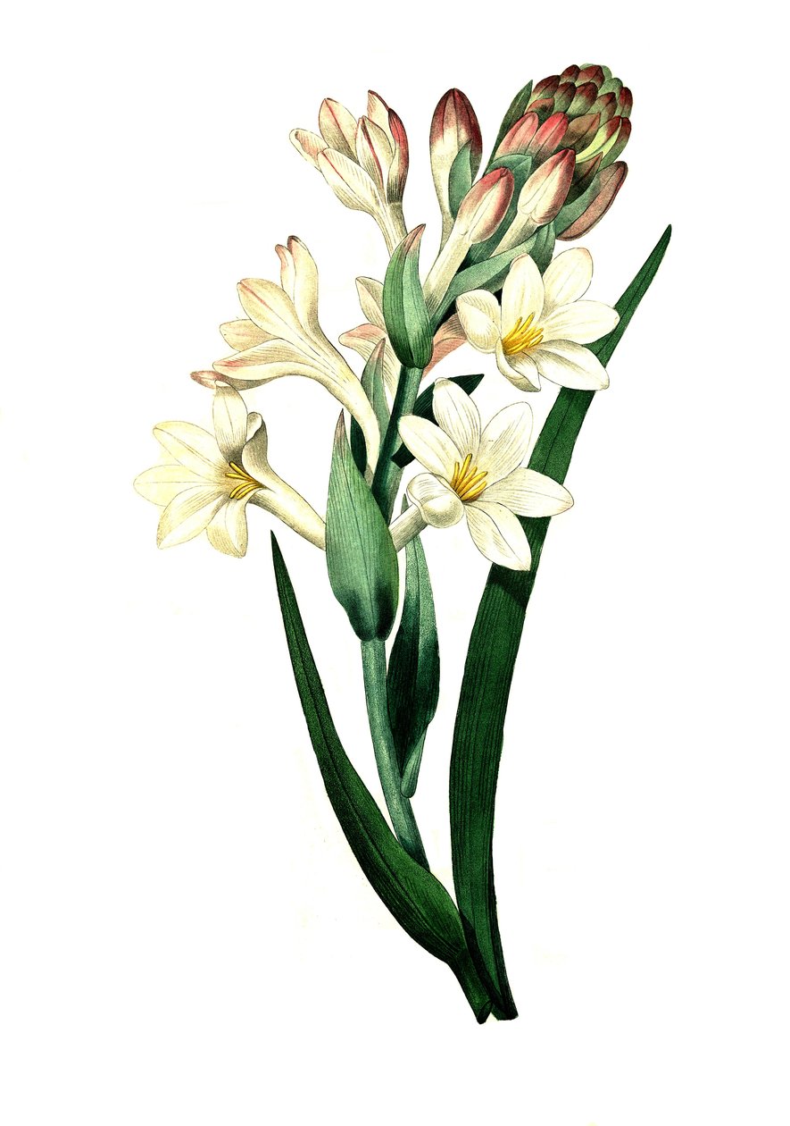 Tuberosa, Agave amica (Agave polianthes), reproducción digital de una obra original del siglo XVIII de Unbekannter Künstler