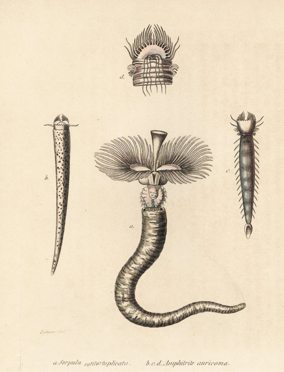 Gusano de tubo, Serpula vermicularis (Serpula contortuplicata), y gusano abanico, Amphictene auricoma (Amphitrite auricoma). Litografía coloreada a mano de Gebhart a partir de una ilustración de Zehner de la Galería de Historia Natural de Georg Friedrich T de Unbekannter Künstler