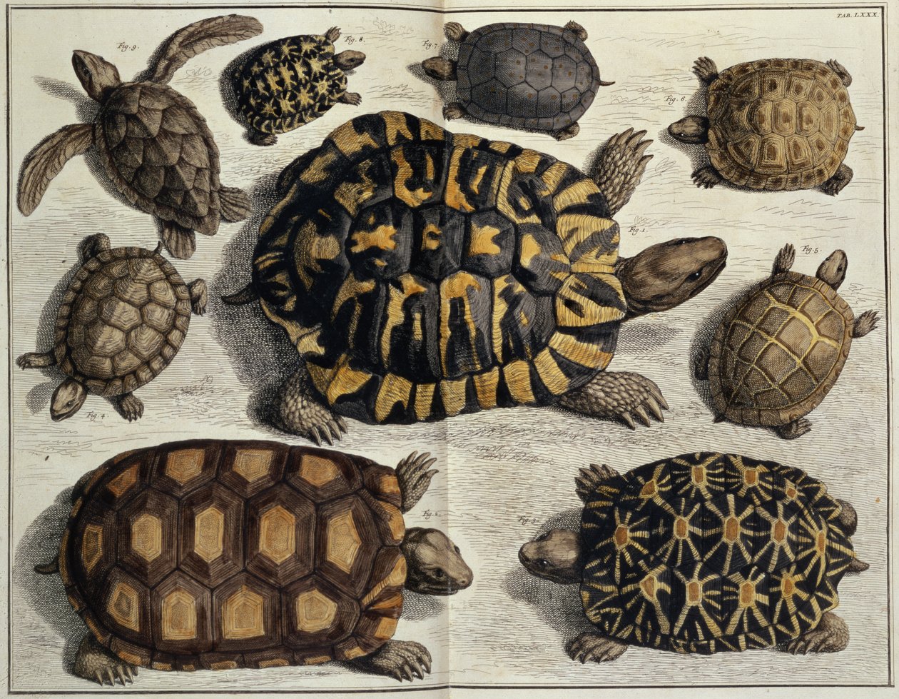 Tortugas: de "Locupletissimi Rerum Naturalium" de Albert Seba, c.1750 (grabado coloreado a mano) de Unbekannter Künstler