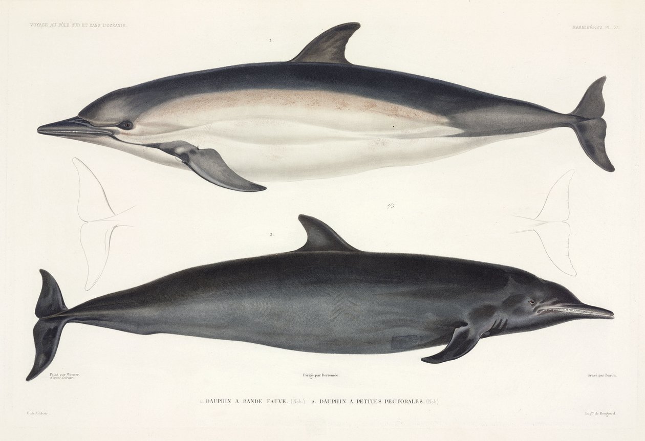 Dos tipos de delfines de Unbekannter Künstler