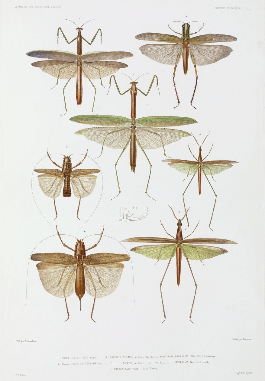 Tipos de insectos, Australia e Indonesia de Unbekannter Künstler
