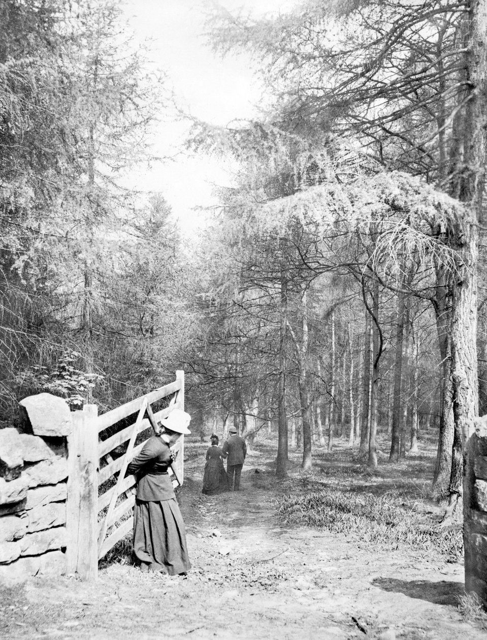 Reino Unido: Eaton Woods, c1890 de Unbekannt