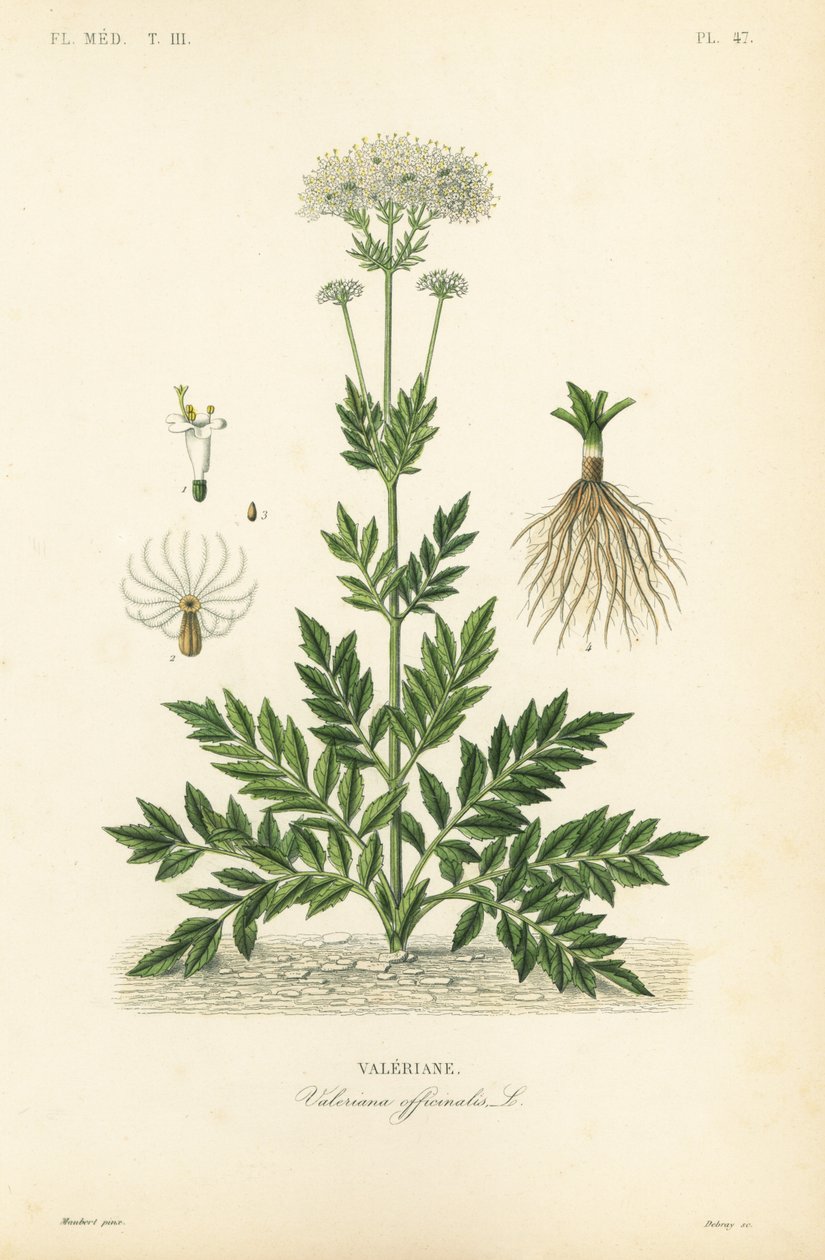 Valeriana, Valeriana officinalis de Unbekannt