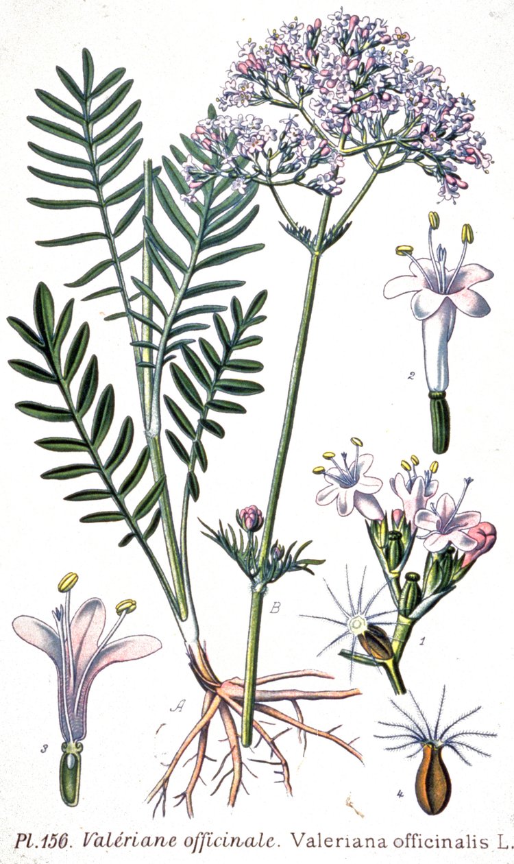 Valerian officinale, c.1880-1900 (grabado) de Unbekannter Künstler