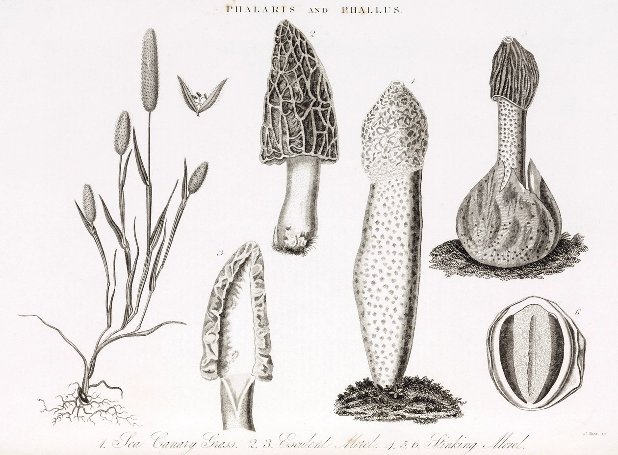 Variedad de gramínea phalaris aquatica y de hongos morilla de Unbekannt