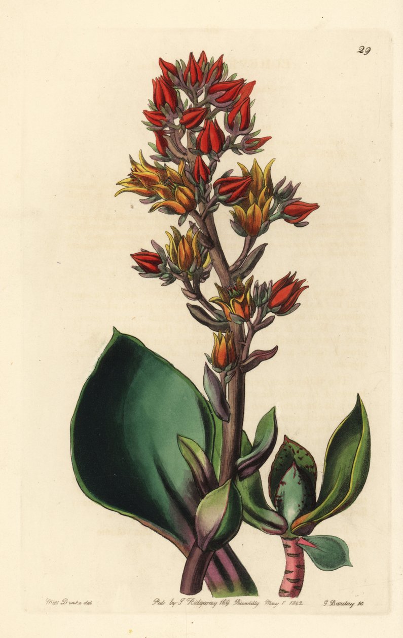 Variedad de Echeveria (planta suculenta de América) - Echeveria de hoja afilada, Echeveria acutifolia. Grabado en cobre coloreado a mano por George Barclay a partir de una ilustración de Miss Sarah Drake del Edwards