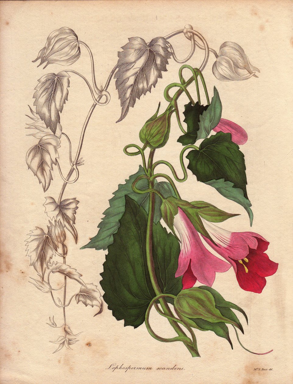 Variedad de Lophospermum (L.Scandens), trepadora con flores rosas y púrpuras. Especie descubierta por el Sr. Bates, muy extendida en los matorrales de México. Esta planta se cultivó en la colección de Charles Tayleure y estuvo presente en el Jardín Botánic de Unbekannter Künstler