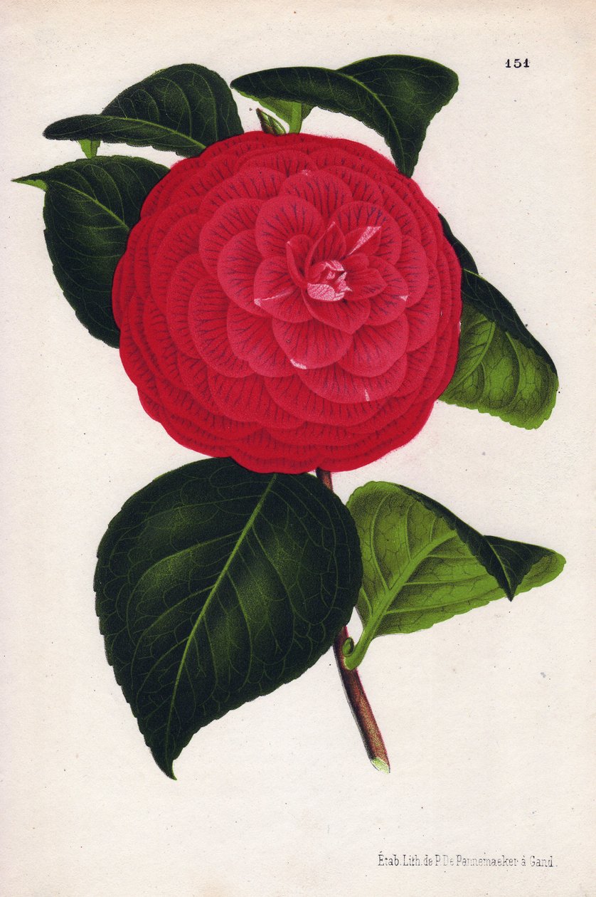 Variedad de camelias híbridas, llamada Marchesa Davia (Camellia japonica, Thea japonica) con flores rojas veteadas de rojo carmesí. Cromolitografía de P.de Pannemaeker, publicada hacia 1880 en Gante (Bélgica), en L